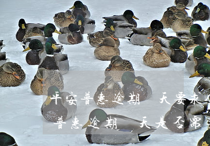 平安普惠逾期兩天要求全額還是真的嗎，平安普惠：逾期兩天是否需要全額還款？真相揭秘